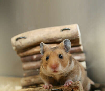 haustier kleintierstall banner c